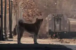 就这样默默等待,用尽自己的余生