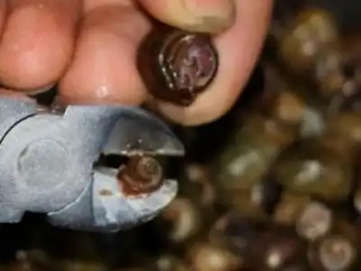 怎样去除田螺里的寄生虫