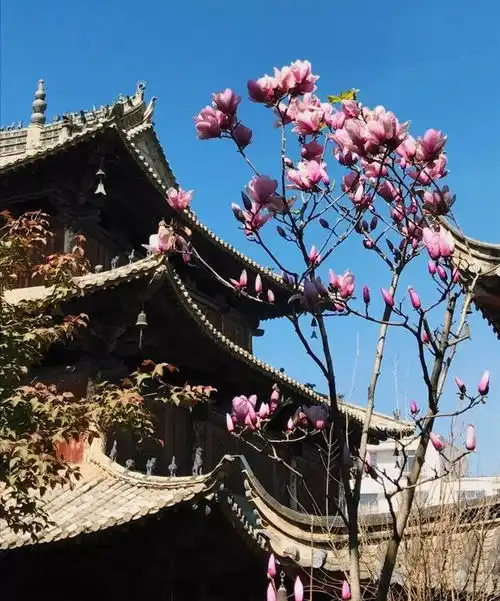 原野芳华之旅普者黑三生三世十里桃花,cosplay定格芳华
