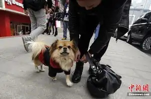 重庆忠犬银行门口守候4年