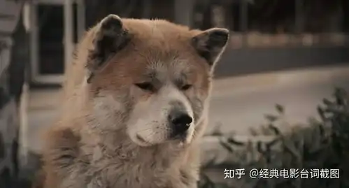 忠犬八公的故事如今,一次爱一个人就叫忠诚公众号电影台词精选