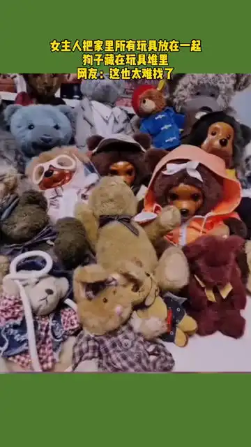 女主人把家里所有的玩具放在一起,让狗子藏在玩具堆里,网友这也太难找了