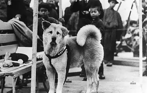 忠犬八公生前珍贵影像曝光,这些秘密你一定不知道