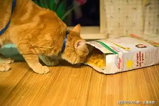 流浪猫鲍勃撸猫的最高境界,就是靠撸猫改变人生