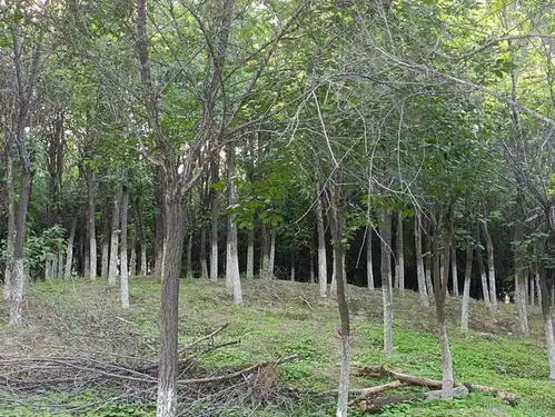 一个未开建的北湖渠公园,旧村子在它的土层之中

