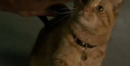 惊奇队长影评大橘猫吐出宇宙魔方,空间宝石时间线终于完整
