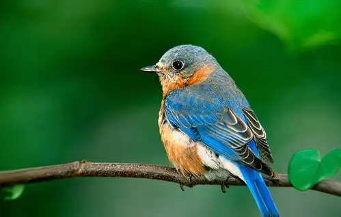 非洲动物美国知更鸟是以欧洲知更鸟的名字命名的,因为胸部鲜艳的橙色白蚁