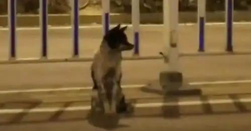中国版忠犬八公主人车祸去世,狗狗原地守候80多天