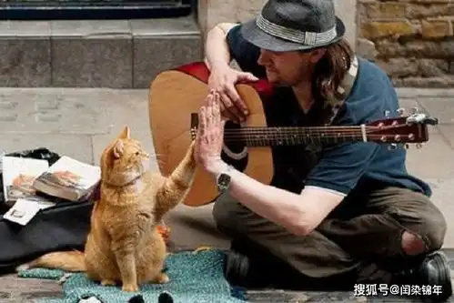 流浪猫鲍勃中大橘猫离世,主人悲痛不已,筹集善款为其建纪念碑