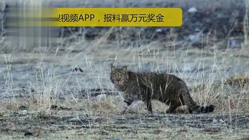 近日,青海海晏县渔政管理
