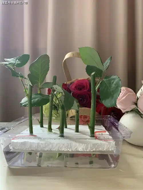 枝干扦插育苗迟迟不长根5月换水培,亲测,1周就生大白根

