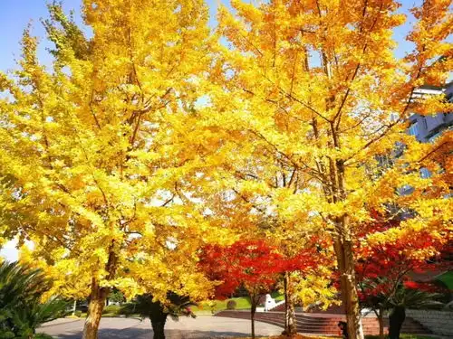 遍地金黄的初冬童话,就在雅安街头,银杏最美季来了