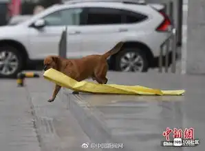 现实版忠犬八公,小狗每天帮清扫工主人捡垃圾一直陪着主人