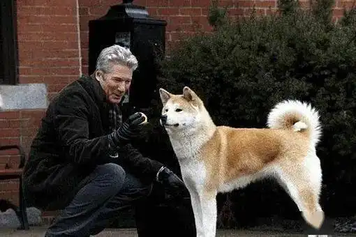 现实版忠犬八公主人在河边溺亡,狗狗守护一天一夜不肯离开