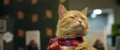 流浪猫鲍勃豆瓣8分治愈系吸猫片可劲放心吸