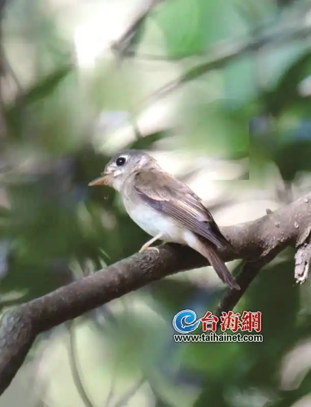 褐胸鹟一家乐活厦门海沧天竺山图