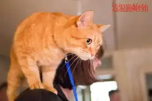 人猫情未了胖橘拯救世界流浪猫鲍勃曝终极预告海报