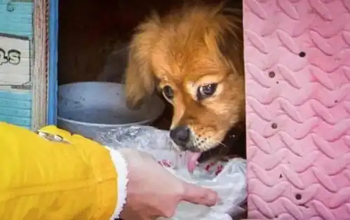 让人泪目主人离世5年,忠犬依然在主人待过的地方痴痴等候