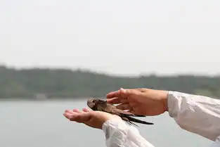 颐和园雨燕做年度体检小志愿者科普过六一