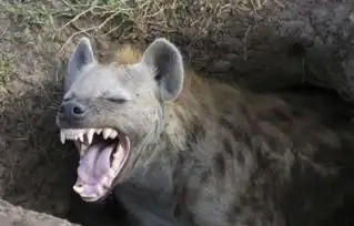 非洲鬣狗vs藏獒哪个厉害
