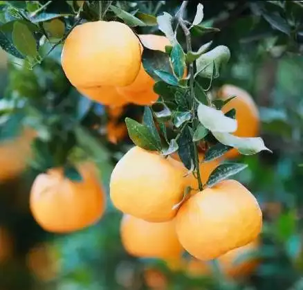 这样画橘子你一定没见过柯城农民画家们邀请你来现场观摩画橘子了
