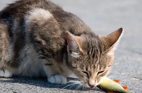 养猫别有这4个坏习惯,猫咪得不到任何好处,你会这样做吗
