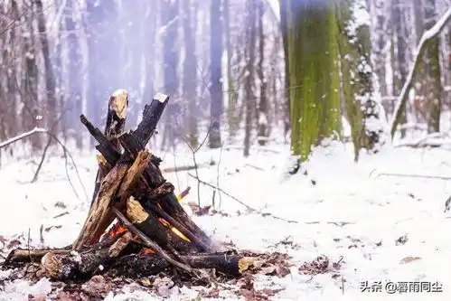 什么是野外生存3法则,求生不盲目,掌握荒野生存的关键要素
