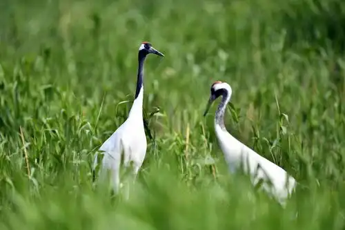 这里何以成为600万只鸟儿的家园探访黄河三角洲的生态保护