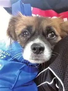 遵义上演现实版忠犬八公你搬走了我还在原地等你