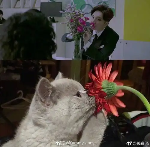 二代妖精郭京飞整容般演技把刘亦菲的盛世美颜都比下去了