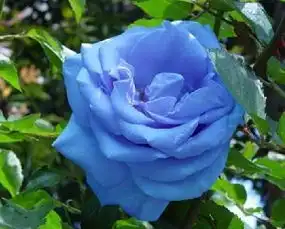 谁有粉玫瑰或蓝玫瑰或风信子的图片
