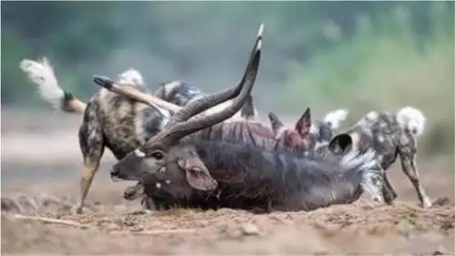 羚羊被鬣狗瓜分的瞬间被河马救下,3秒后结局反转羚羊还不如别救我
