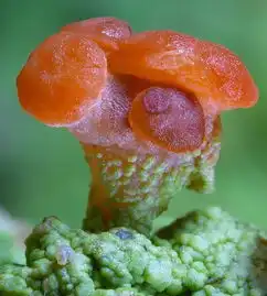 自然风光萌菌物语
