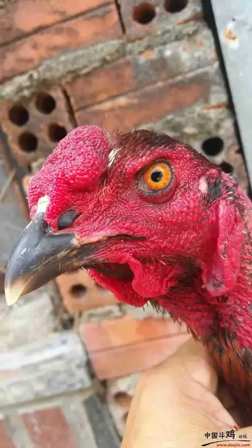 780号四路重腿的小嫩鸡