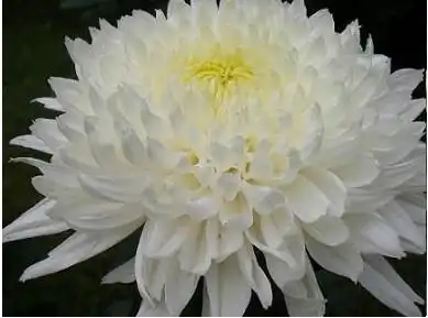 蓝色妖姬紫玫瑰白雪公主的评价
