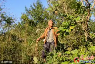 七旬老人蜗居山中看守柞蚕林为儿孙守财