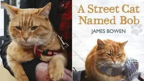 流浪猫鲍勃雕像来了曾感动全球网友,谁不想养橘猫