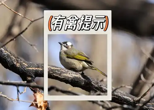 树上停着一只,一只什么鸟