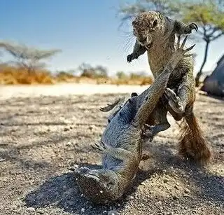 家中母鸡生黑蛋为啥盘点动物界发生的奇事
