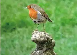 红胸鸲的外形特征