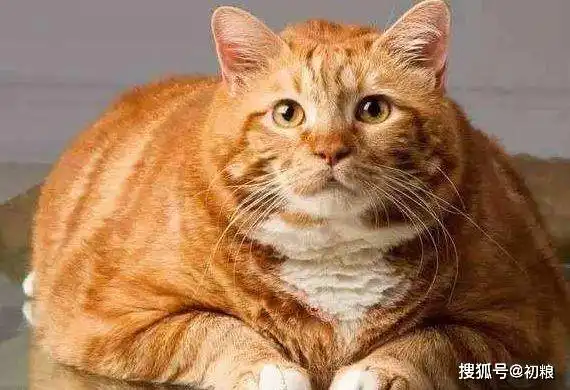 养猫112个月注意事项