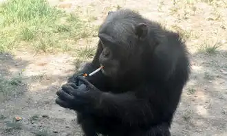 猩猩抽烟太销魂,堪称抽烟教科书
