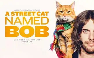 流浪猫鲍勃以猫戒毒