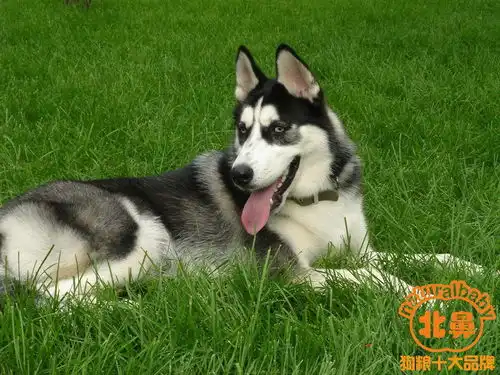 分享,哈士奇好养吗哈士奇智商哈士奇图片哈士奇价格