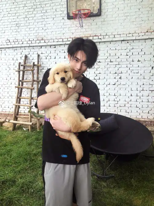 王鹤棣为什么不火啊
