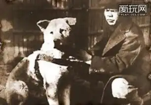 1934年拍摄的忠犬八公等待主人照片曝光