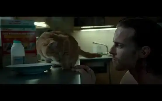 10个反常识的猫咪冷知识