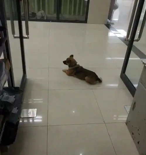 武汉忠犬八公主人因新冠肺炎去世,它痴守医院3个月当时跟着救护车一路跑来的