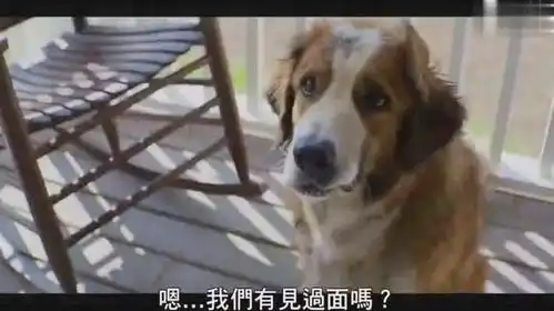 忠犬八公的导演新片,讲述一条狗的使命