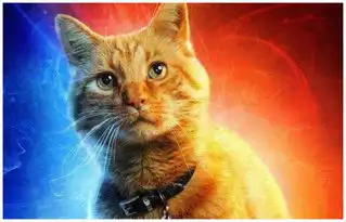 鸽子入侵小区,居民忍无可忍搬出救兵噬元兽
